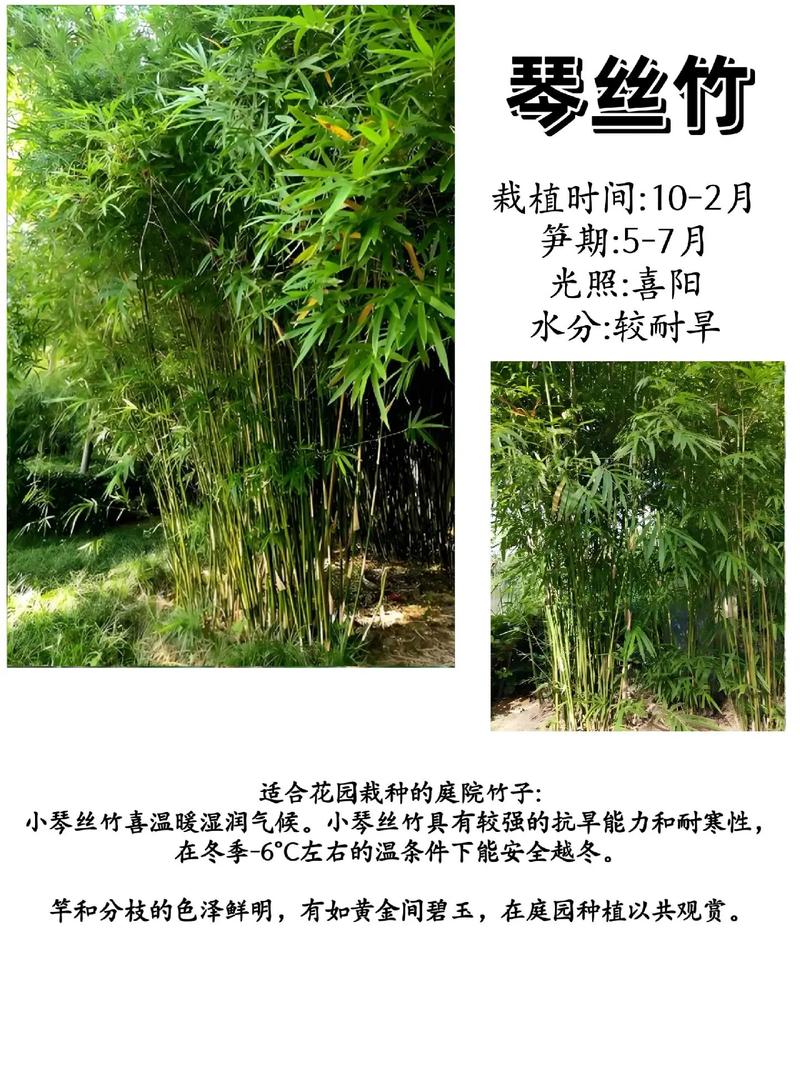 自家小院种什么竹子好?推荐五种最适合庭院栽培的观赏竹 五、金镶玉竹:金黄与翠绿交织的亮丽风景