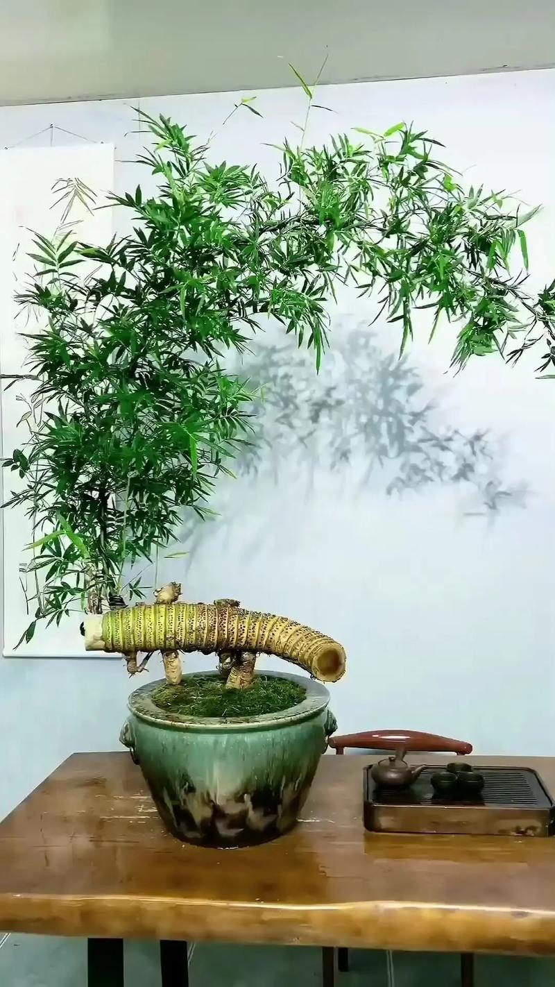 自家小院种什么竹子好?推荐五种最适合庭院栽培的观赏竹 庭院种竹的几点建议