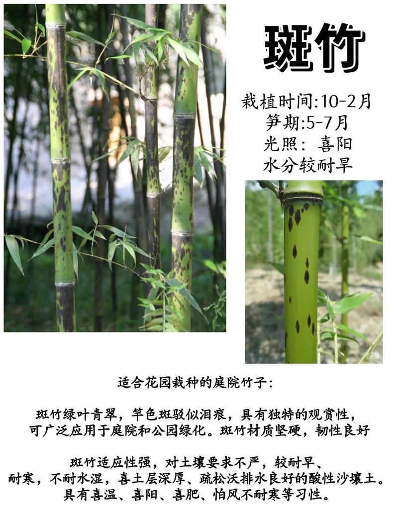 自家小院种什么竹子好?推荐五种最适合庭院栽培的观赏竹 结语
