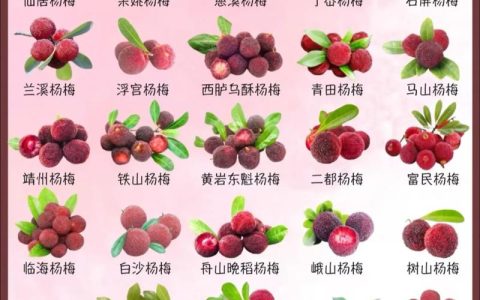 梅花品种选购指南：江梅、朱砂梅与绿萼梅六维对比分析