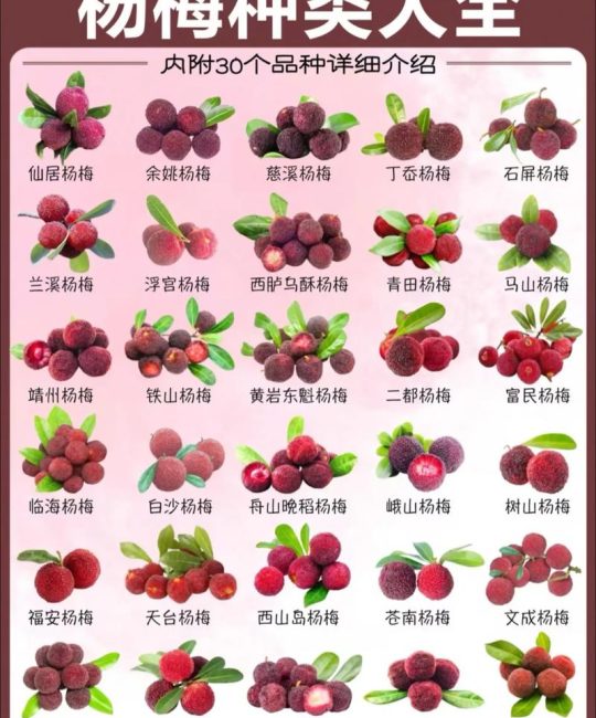 梅花品种选购指南：江梅、朱砂梅与绿萼梅六维对比分析