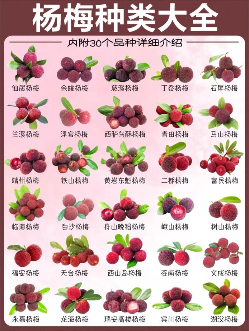 梅花品种选购指南：江梅、朱砂梅与绿萼梅六维对比分析