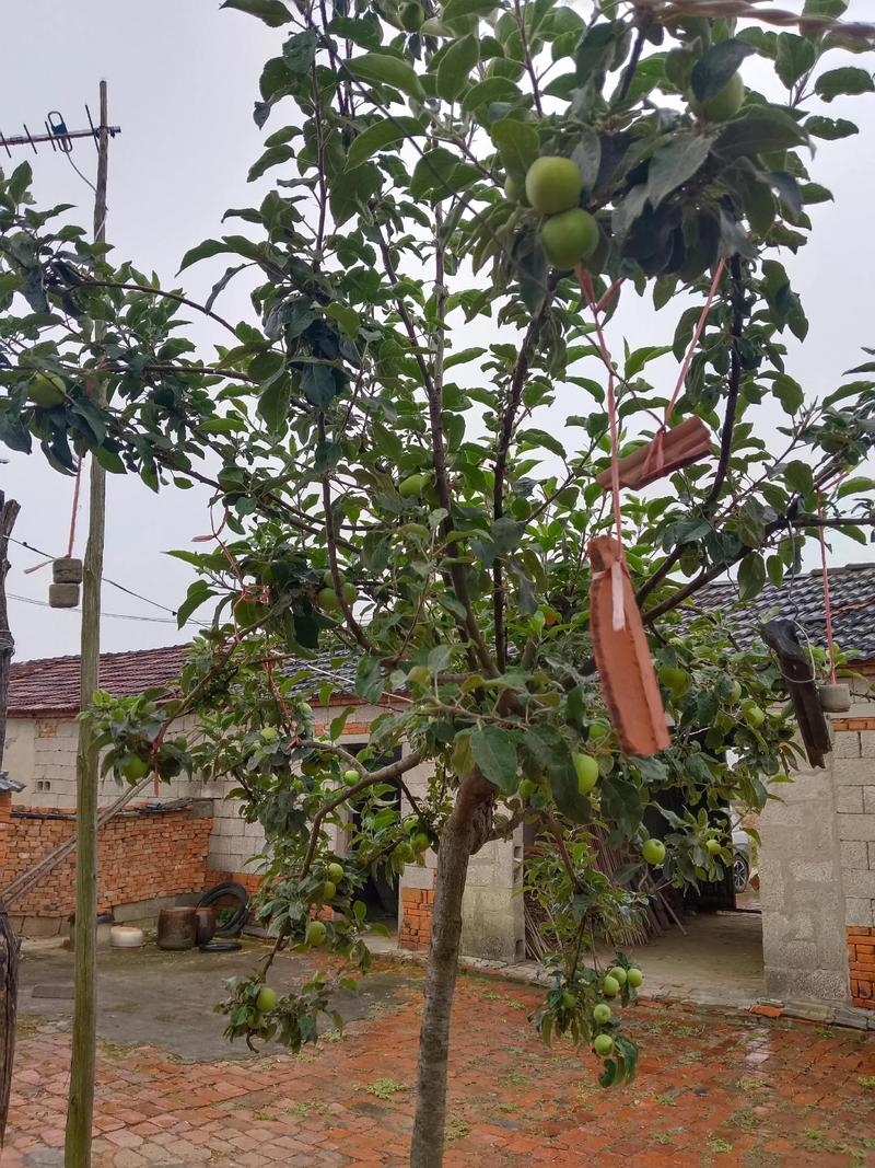 品种选择与结果年限