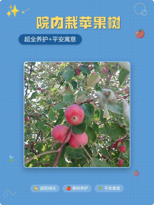 总结：苹果树是庭院优秀的选择