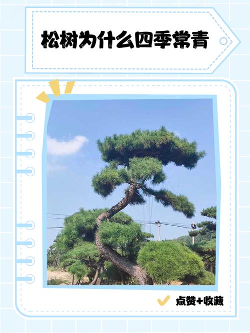 土壤要求与改良方案