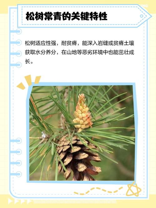 庭院乔木应用：树形、遮荫与规格选择