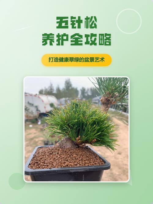 修剪与长期管理