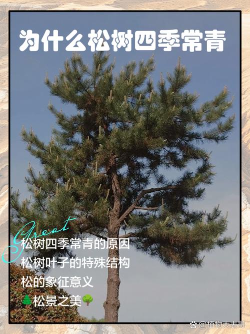 移栽与支撑固定方案