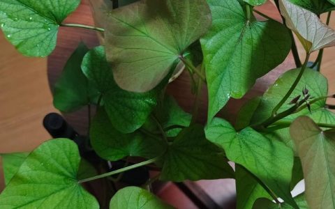 红薯苗需要浇水吗？家庭盆栽红薯的日常养护指南