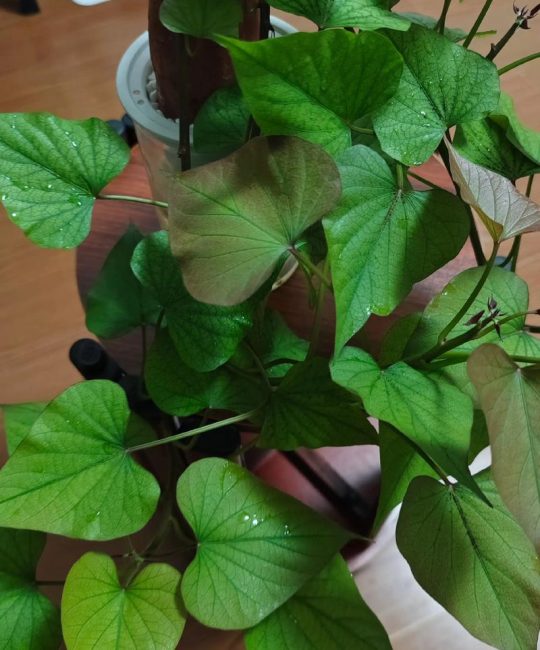 红薯苗需要浇水吗？家庭盆栽红薯的日常养护指南