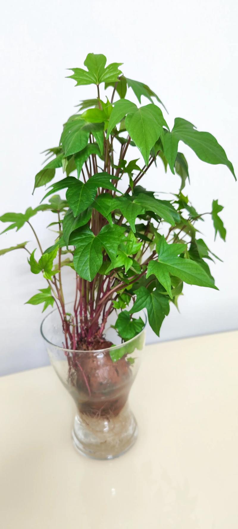 施肥：前期偏氮长茎叶，中后期补钾促结薯