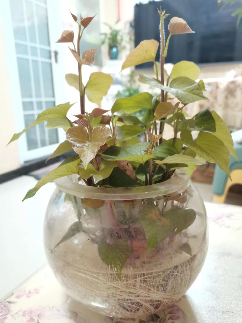 越冬越夏：冬季防冻进屋保暖，夏季防涝通风降温