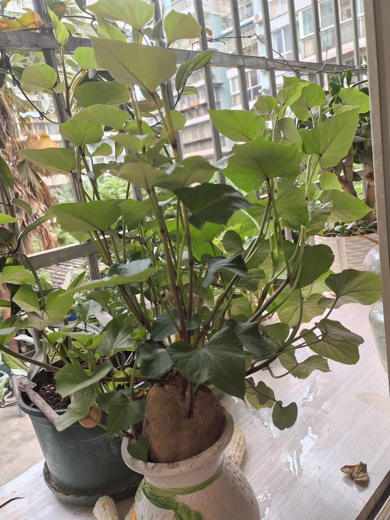 换盆或田间管理：小盆密植吃叶，大盆稀植收薯