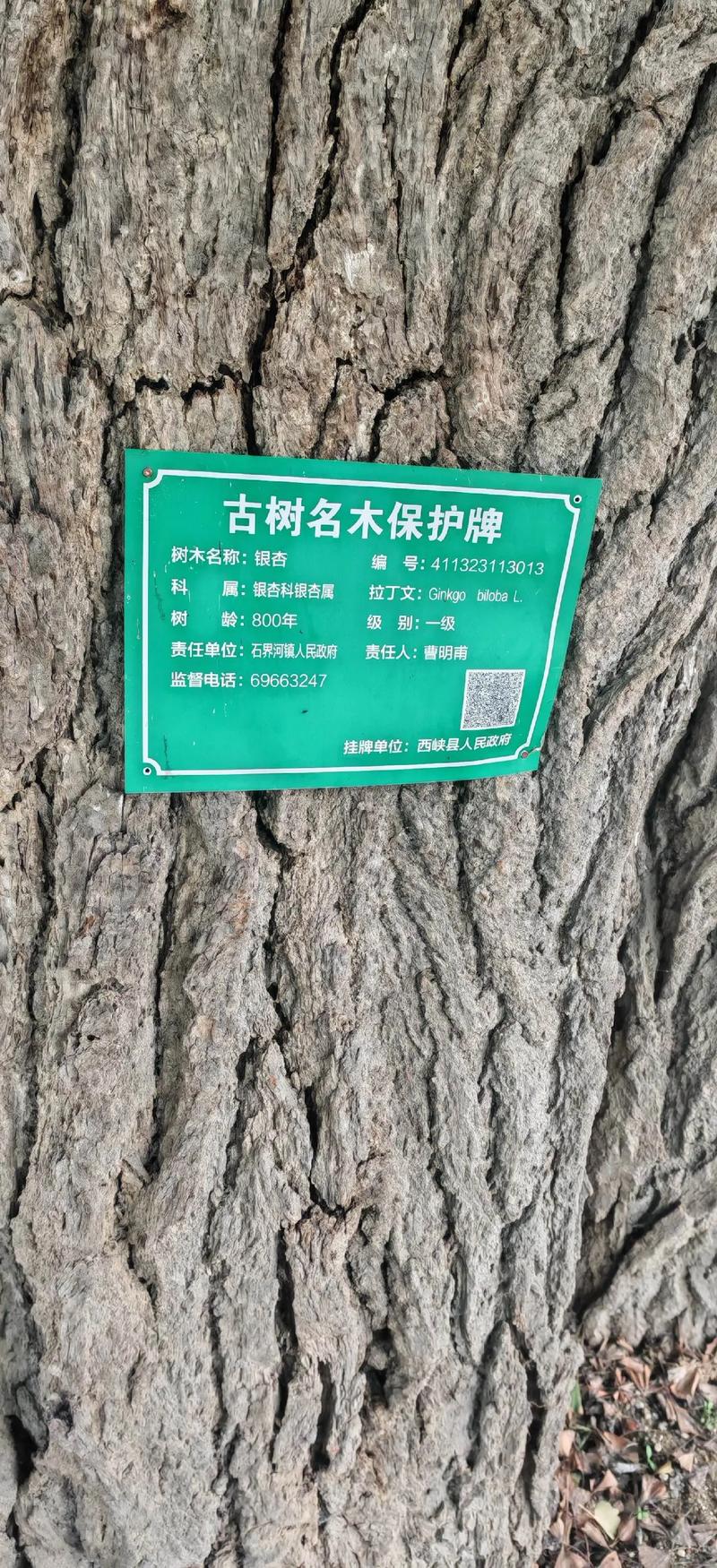 经济价值：木材与果实市场行情