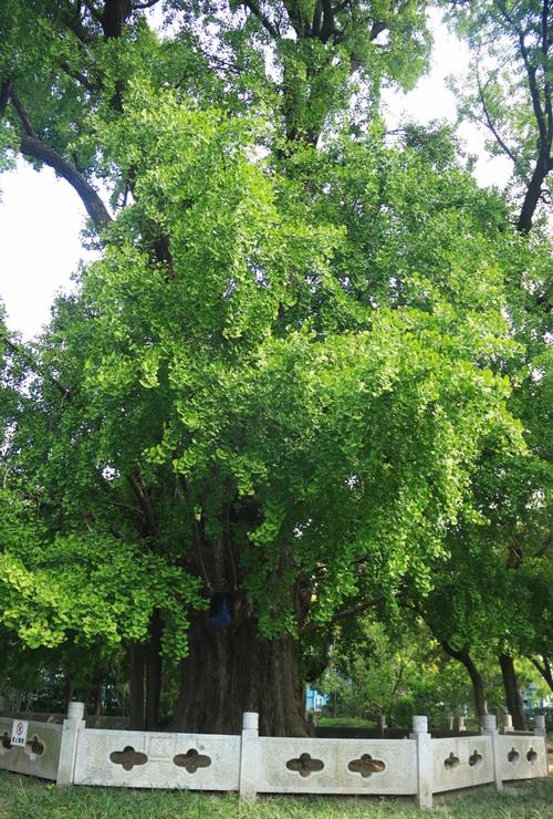总结：200年银杏树的核心价值与建议