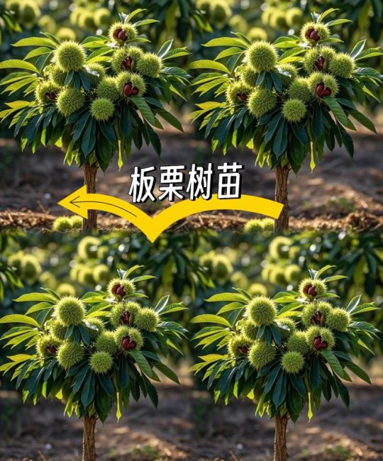 板栗树在北方可以种植吗？从气候分析到实操手册