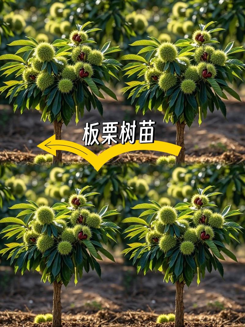 板栗树在北方可以种植吗?从气候分析到实操手册 一、生长习性分析