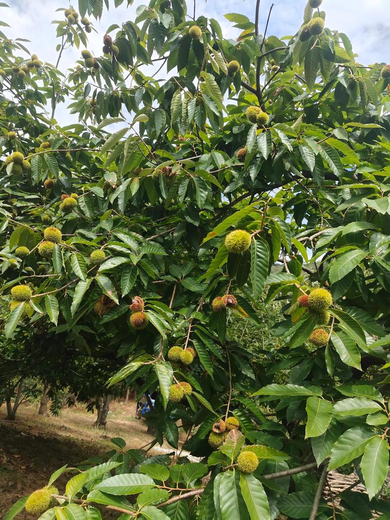 板栗树在北方可以种植吗?从气候分析到实操手册 二、北方种植可行性判断