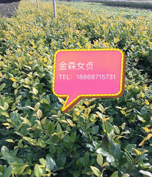 金森女贞苗木多少钱?2026年最新价格参考及影响因素全解析 产地与物流成本构成价格差异