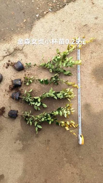 金森女贞苗木多少钱?2026年最新价格参考及影响因素全解析 运输距离与包装方式