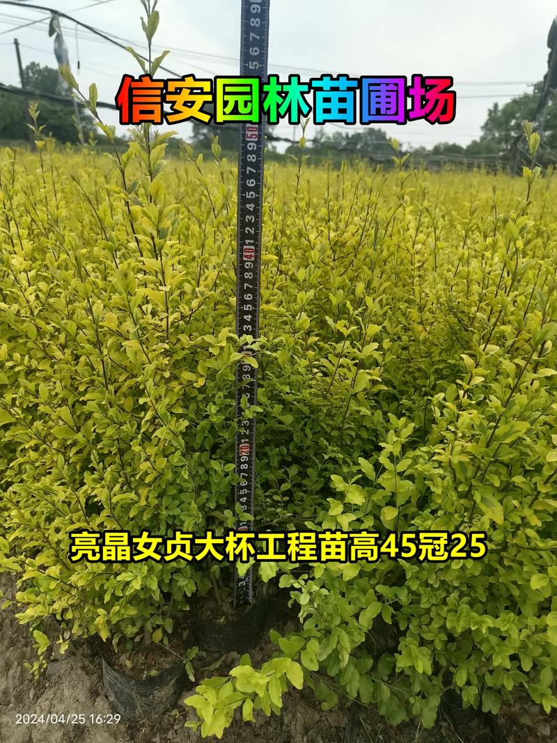 金森女贞苗木多少钱?2026年最新价格参考及影响因素全解析 采购数量决定批发折扣