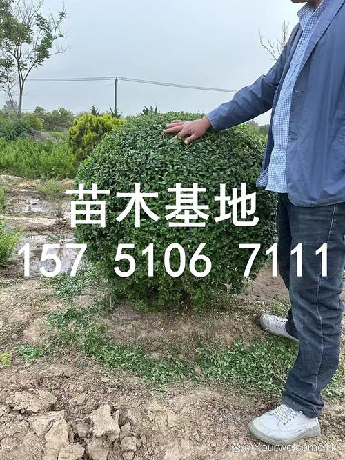 金森女贞苗木多少钱?2026年最新价格参考及影响因素全解析 最佳询价指南与专业建议