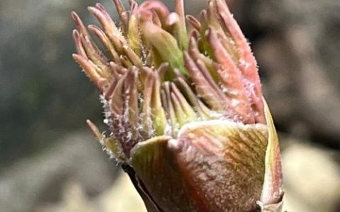 牡丹花的种子什么时候成熟？果期与采收全攻略