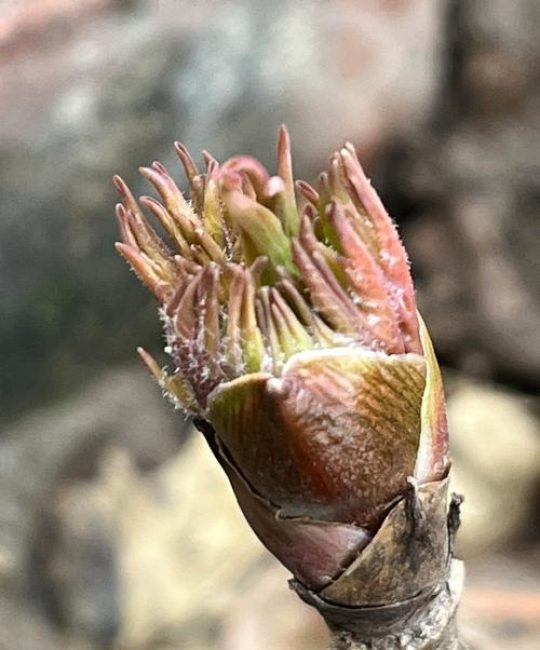 牡丹花的种子什么时候成熟？果期与采收全攻略