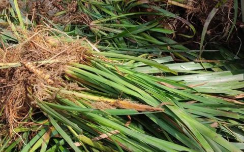 什么草在水里四季常青？苦草伊乐藻石菖蒲种植全指南