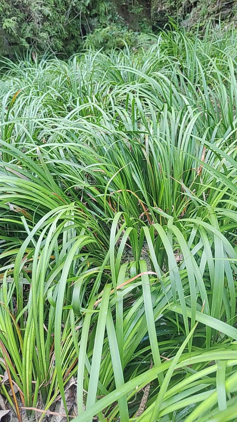 什么草在水里四季常青?苦草伊乐藻石菖蒲种植全指南 分步种植与管理方法