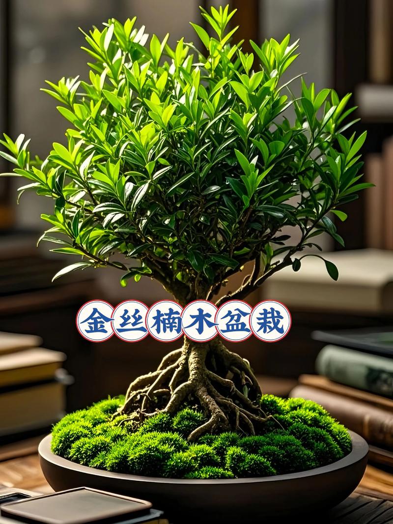 三、根系安全分析与风险提示
