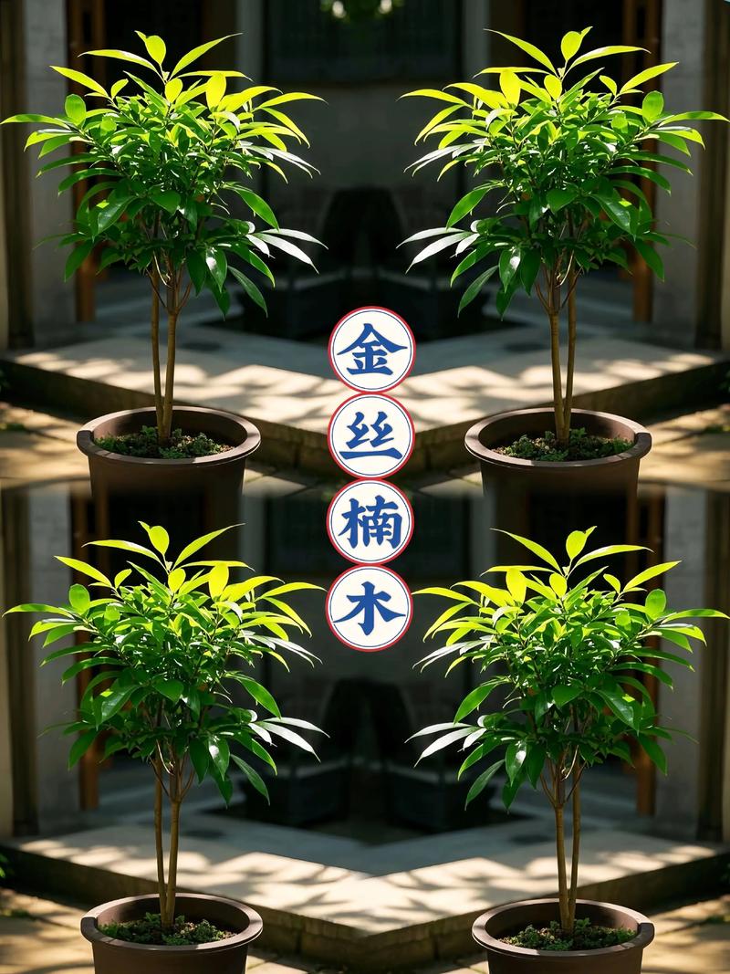 五、文化寓意解读