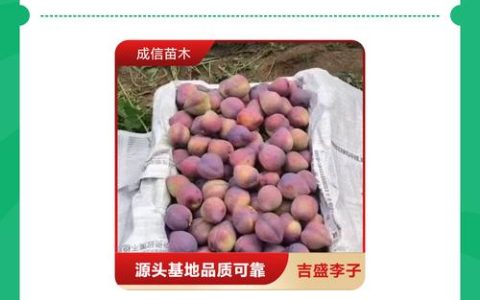 采购五月脆李子苗，哪里找？5步自检法帮助锁优质供应商