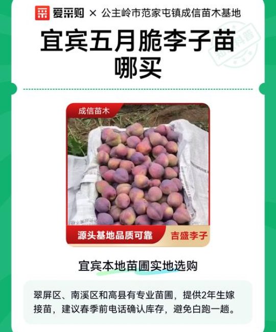 采购五月脆李子苗，哪里找？5步自检法帮助锁优质供应商