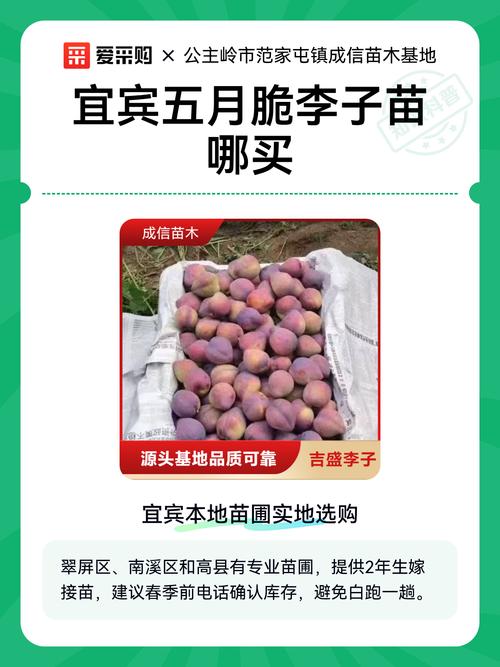 五月脆（蜂糖李）品种特点与适种地区