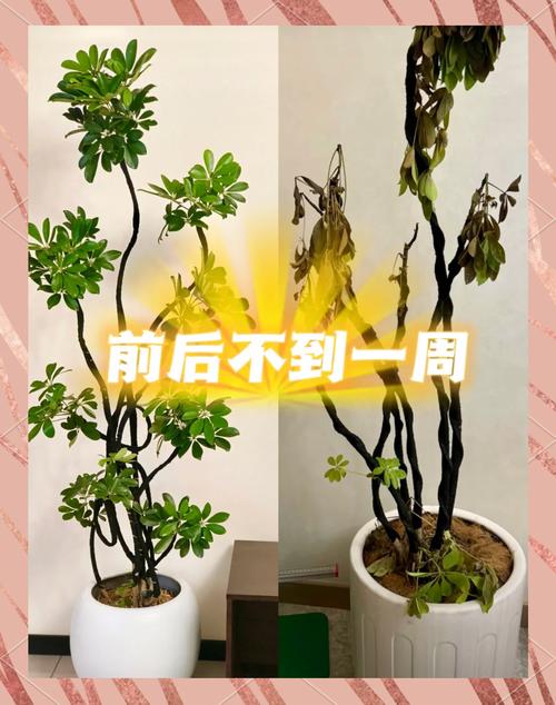 四、施肥：缺肥黄，肥害也黄