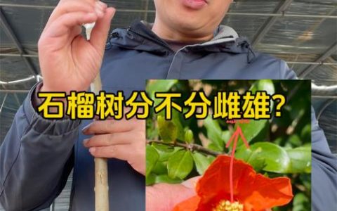 石榴树分公母树吗？一文读懂石榴雌雄花辨别与高产种植技巧