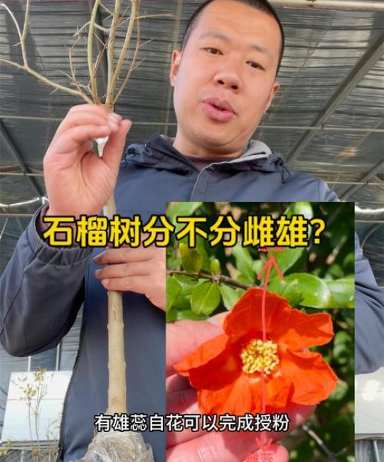 石榴树分公母树吗？一文读懂石榴雌雄花辨别与高产种植技巧