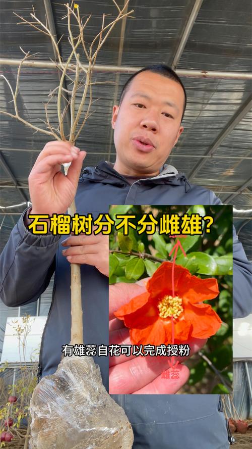 石榴树分公母树吗？一文读懂石榴雌雄花辨别与高产种植技巧