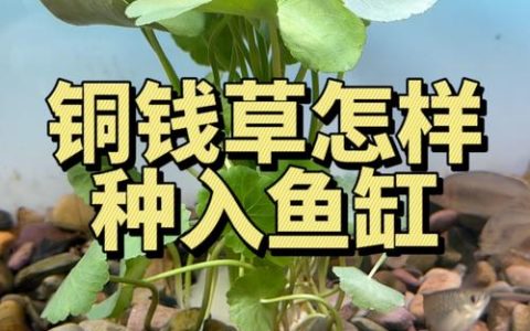 铜钱草可以养鱼缸里吗？水深、基质与养鱼兼容性的完整指南