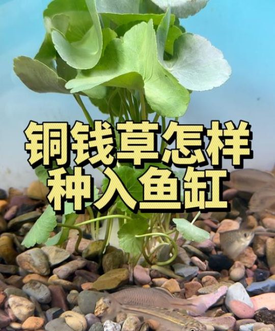 铜钱草可以养鱼缸里吗？水深、基质与养鱼兼容性的完整指南