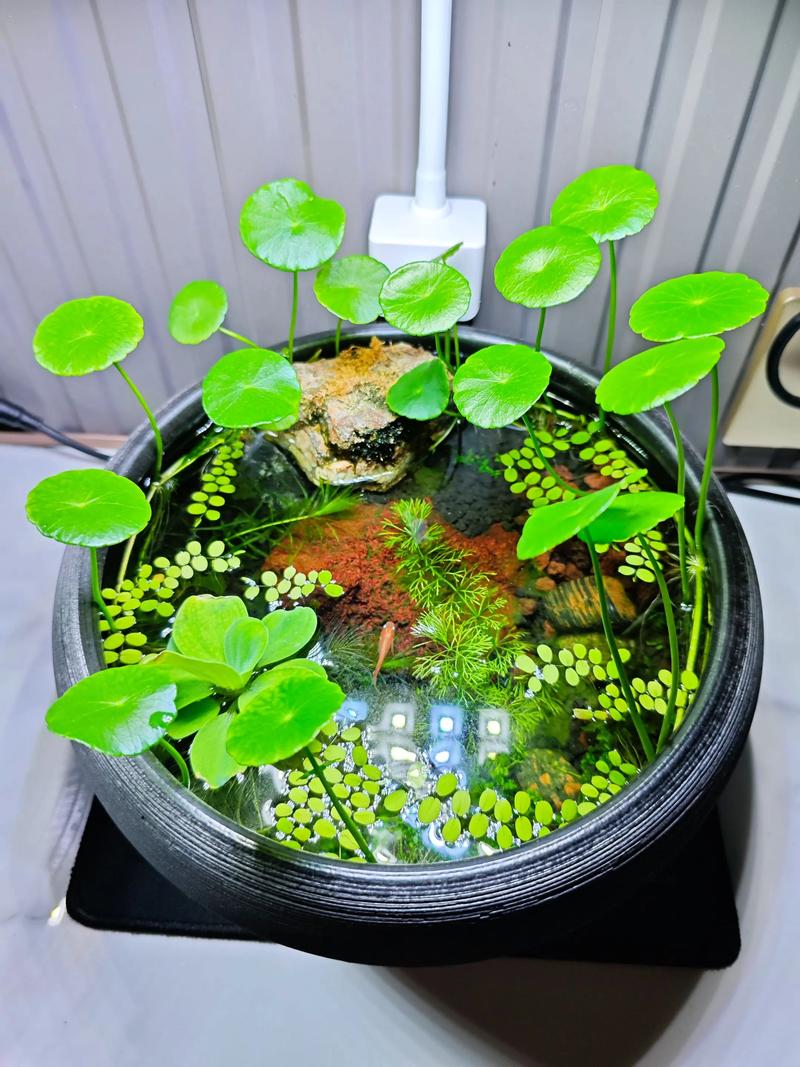 鱼缸种植操作步骤