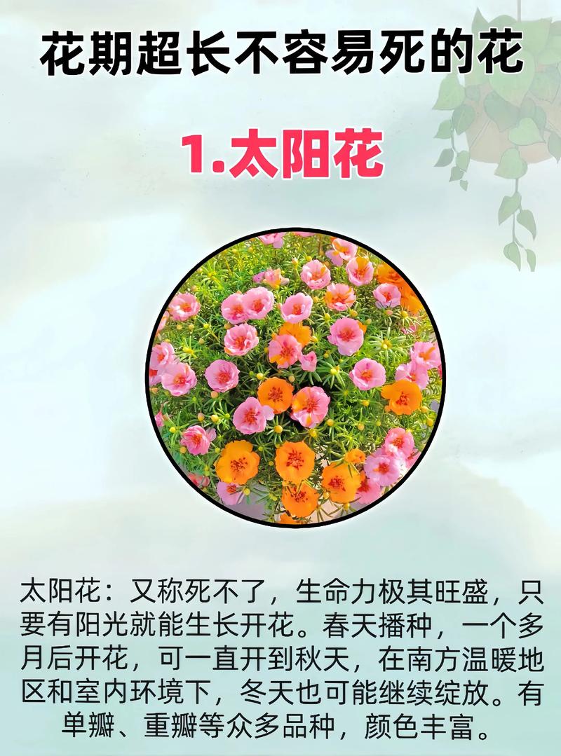 家庭养花必看:月季、绣球和蓝雪花等常见花卉花期多长?附精准延长方案 不开花或花期短常见原因与解决