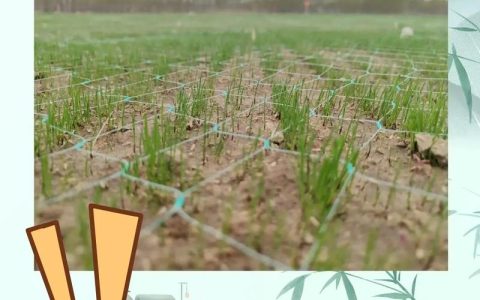 草种子一平方撒多少？草坪栽植密度速查与播种量计算