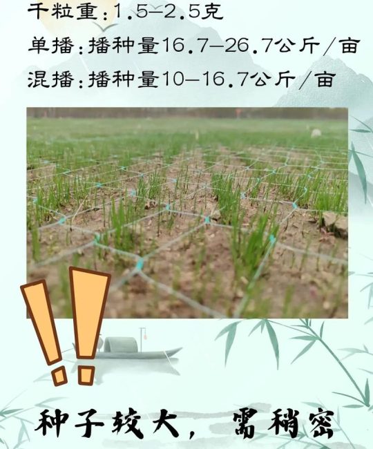草种子一平方撒多少？草坪栽植密度速查与播种量计算