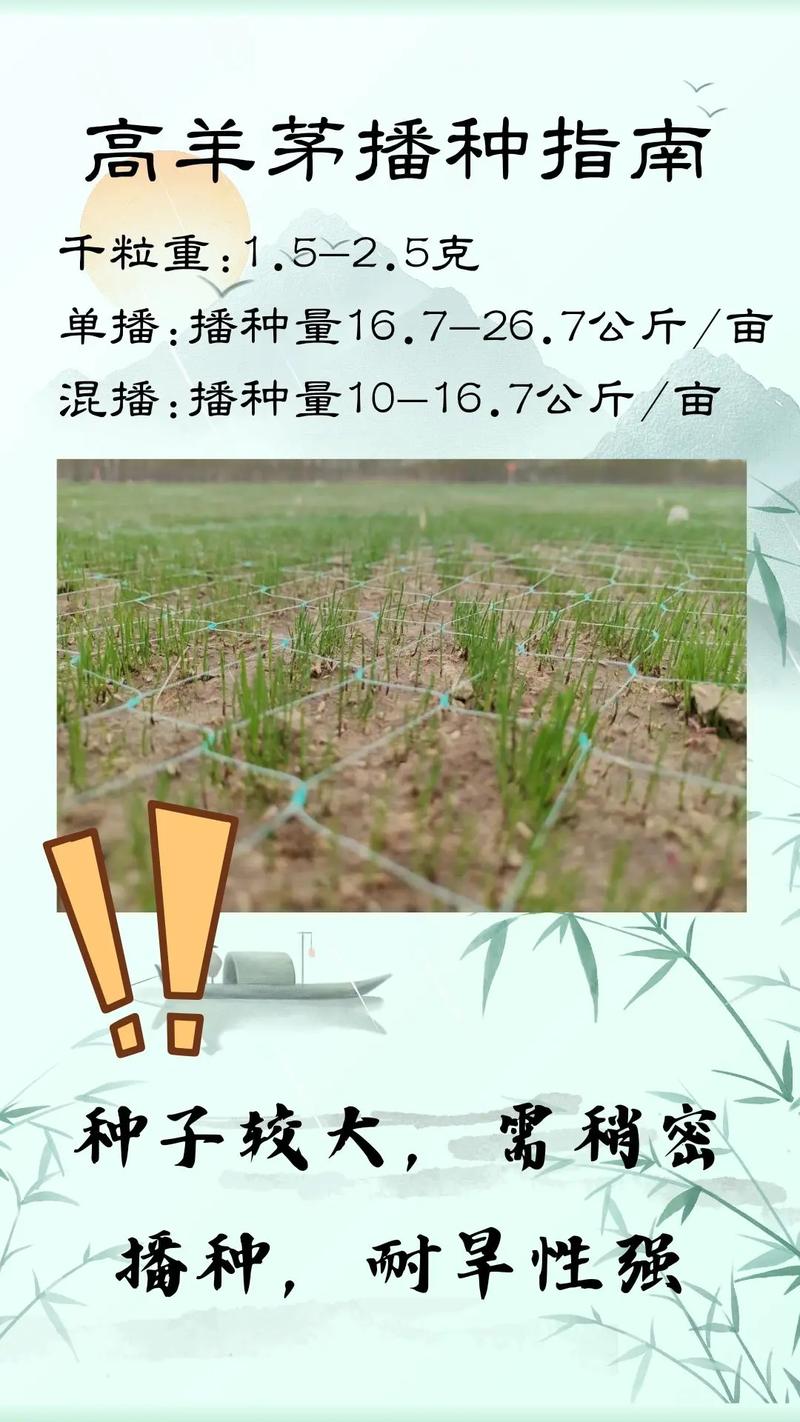 草种子一平方撒多少?草坪栽植密度速查与播种量计算 一平方撒多少草种子?