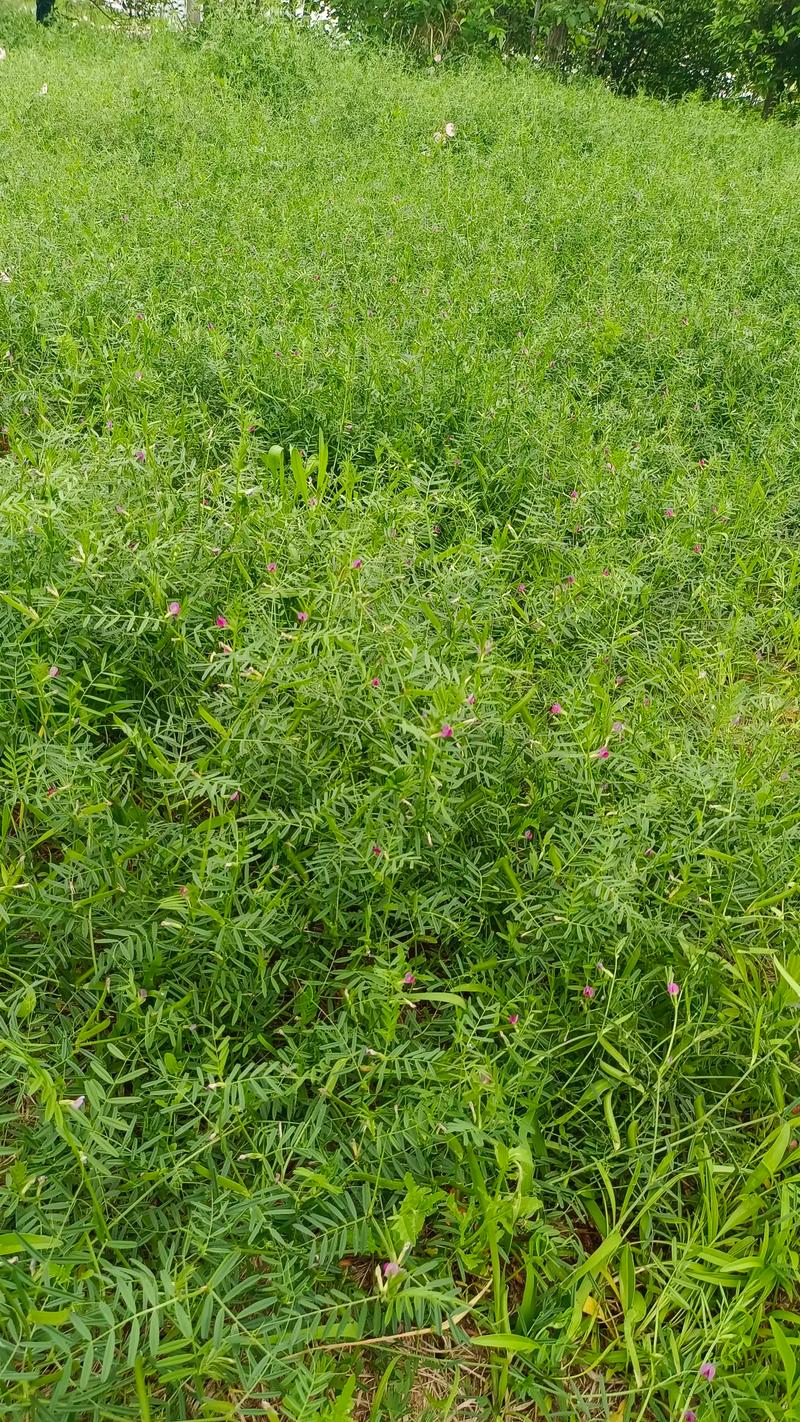 草种子一平方撒多少?草坪栽植密度速查与播种量计算 采购草种时规格该选多大?