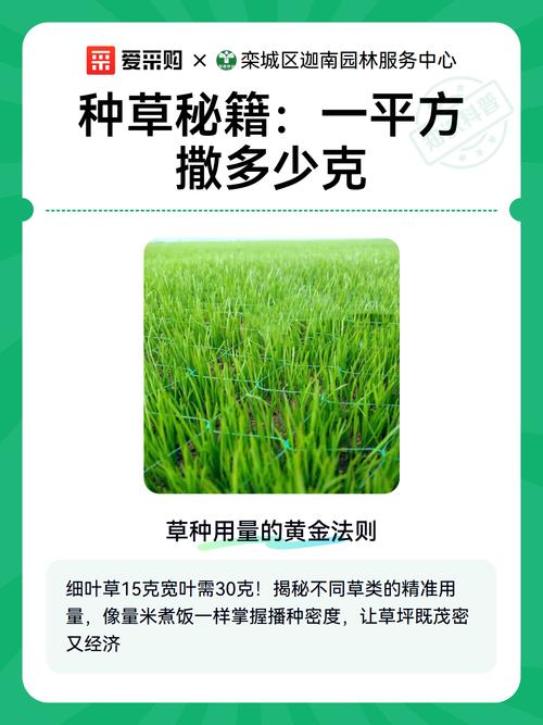 草种子一平方撒多少?草坪栽植密度速查与播种量计算 常见播种密度错误