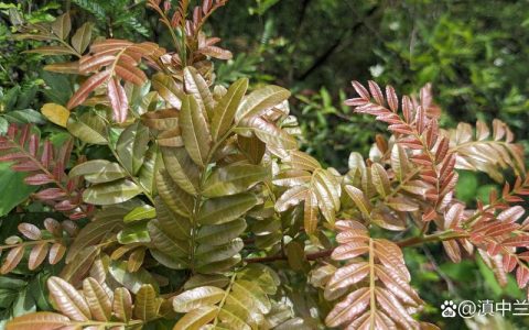 清香木与胡椒木全方位对比：6大维度助你选对阳台好植物