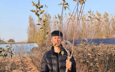苹果树苗在哪里买？3步锁定真品种、好根系的优质苗圃